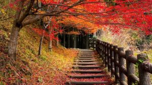 三重県熊野市　熊野古道