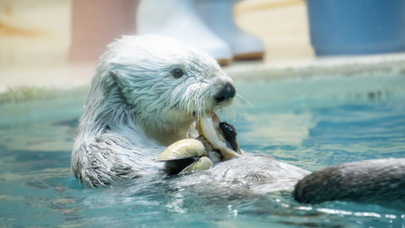 三重県鳥羽市　鳥羽水族館　ラッコ