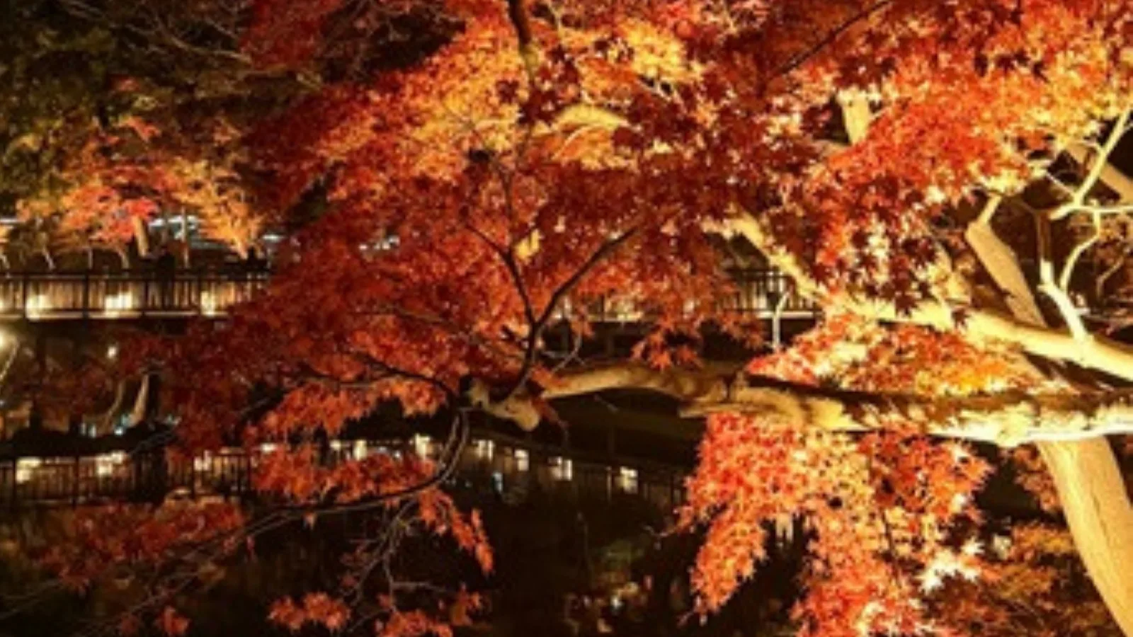 夜、灯りに浮かぶ紅葉と水面の反射