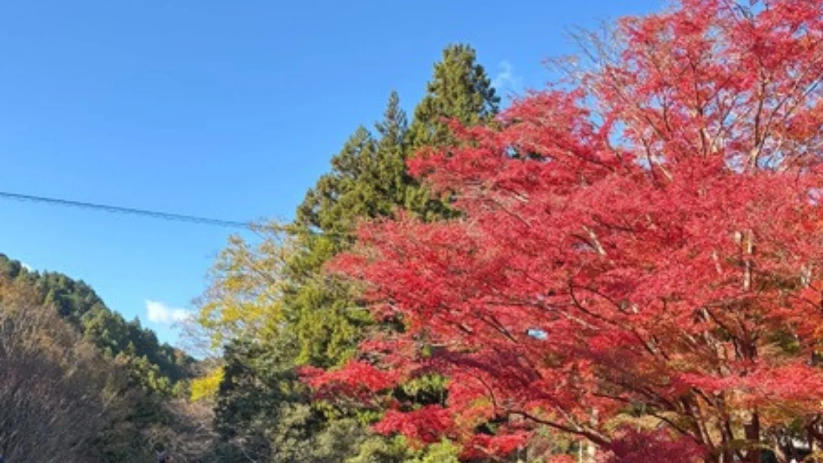 三重の紅葉特集｜青空と赤いモミジ
